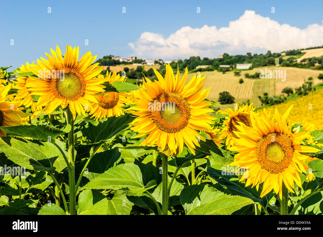 Landschaft mit Sonnenblumen, in den Abruzzen, Italien Stockfoto