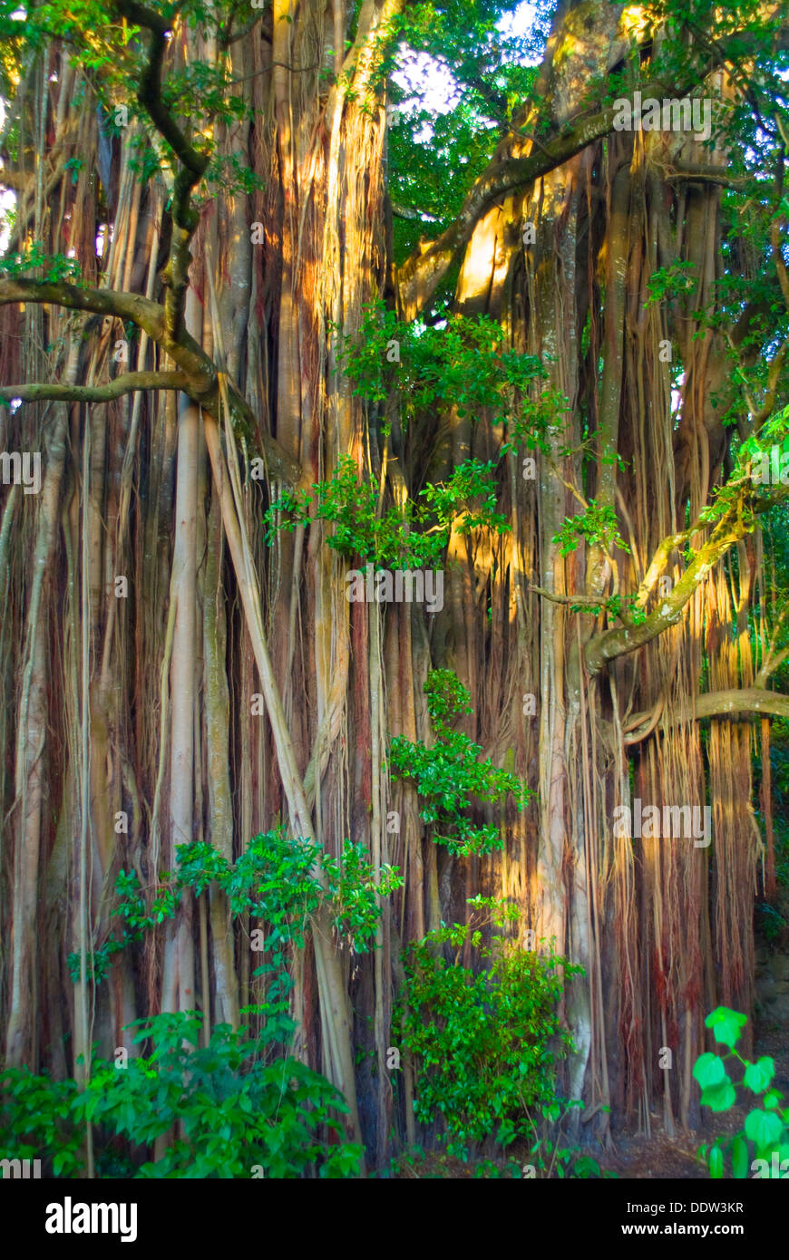 Alten großen afrikanischen Feigenbaum an den Hängen des Mt. Meru, geglaubt, um heilig zu sein von der indigenen Bevölkerung Stockfoto