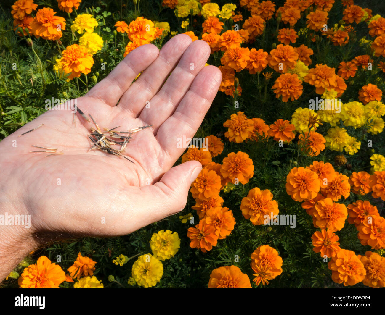 Ringelblumen blühen mit Samen in des Mannes Hand Stockfoto