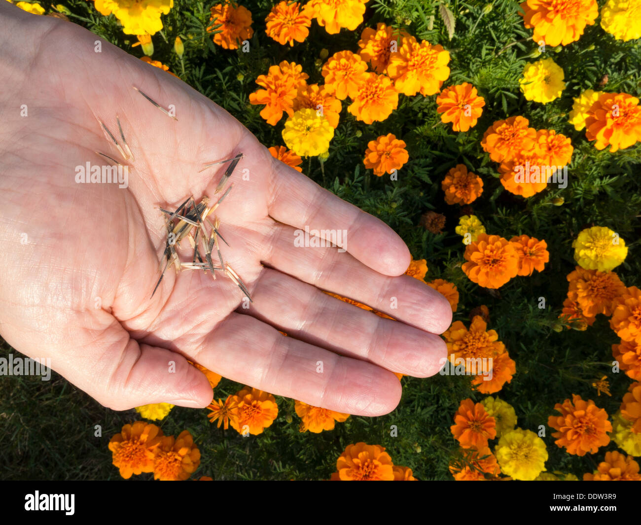 Ringelblumen blühen mit Samen in des Mannes Hand Stockfoto