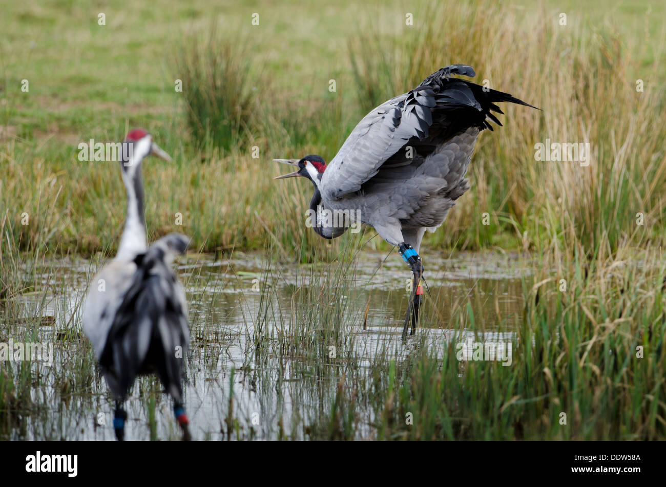 Krane anzeigen Stockfoto