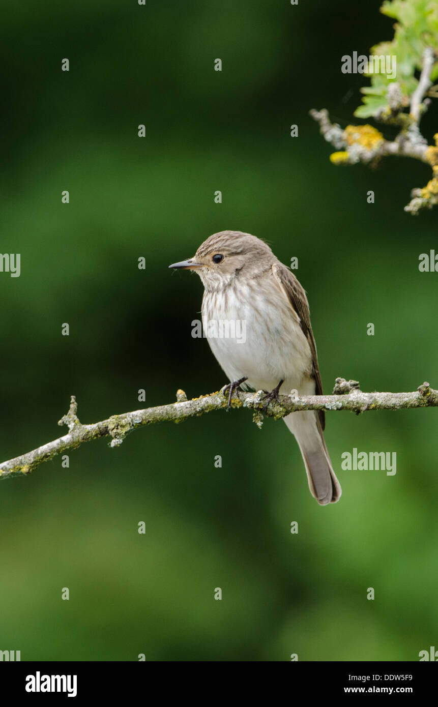 Grauschnäpper thront in Hawthorn Stockfoto