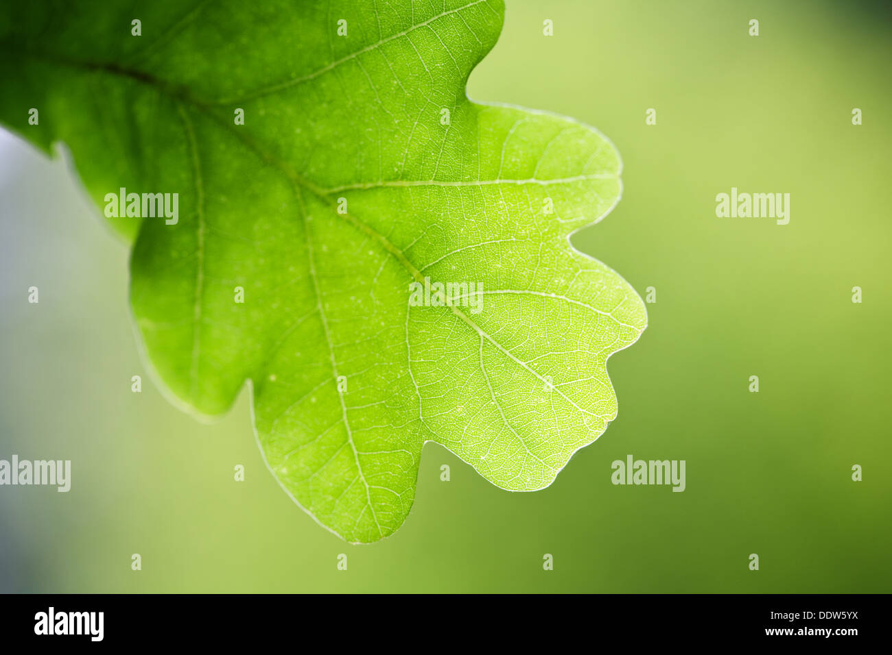 Nahaufnahme von einer Eiche Blatt vor einem natürlichen grünen Hintergrund. Stockfoto