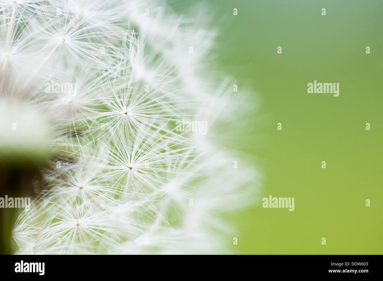 Nahaufnahme von einer Uhr Löwenzahn sauber abgestufte grünen Hintergrund. Stockfoto
