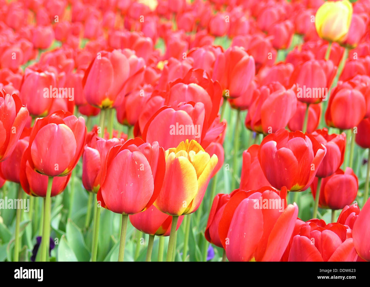 Rote Tulpen Feld Hintergrund Stockfoto