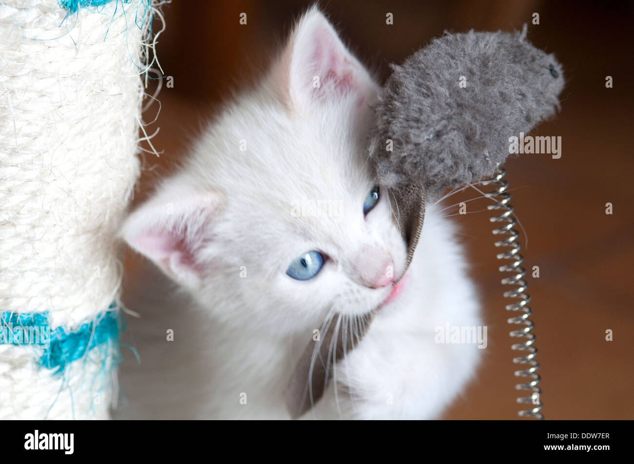 Weiße Katze mit blauen Augen mit ihrem Spielzeug-Maus Stockfotografie -  Alamy