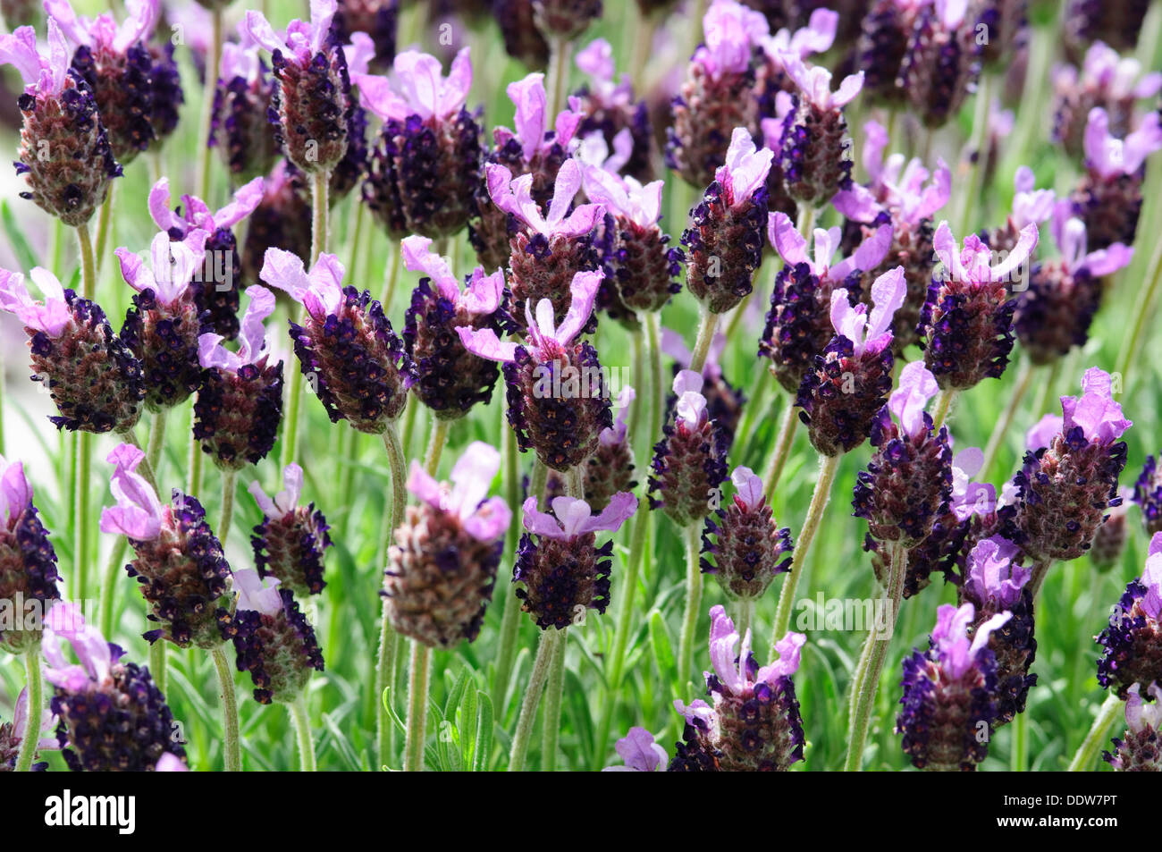 Französischer Lavendel, Lavandula Stoechas, blühen Stockfoto