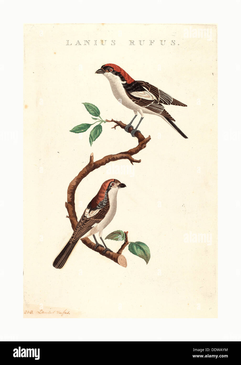 19. Jahrhundert amerikanisch, Lanius Rufus, handkolorierten Radierung auf Bütten, Sammlung Mr. und Mrs. Paul Mellon Stockfoto 19. Jahrhundert amerikanisch, Lanius Rufus, handkolorierten Radierung auf Bütten, Sammlung Mr. und Mrs. Paul Mellon Stockfoto