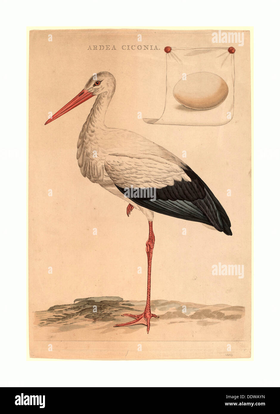 Jan Christiaan Sepp (Niederländisch, 1739-1811), der Weißstorch, handkolorierten Radierung und Kupferstich Stockfoto Jan Christiaan Sepp (Niederländisch, 1739-1811), der Weißstorch, handkolorierten Radierung und Kupferstich Stockfoto
