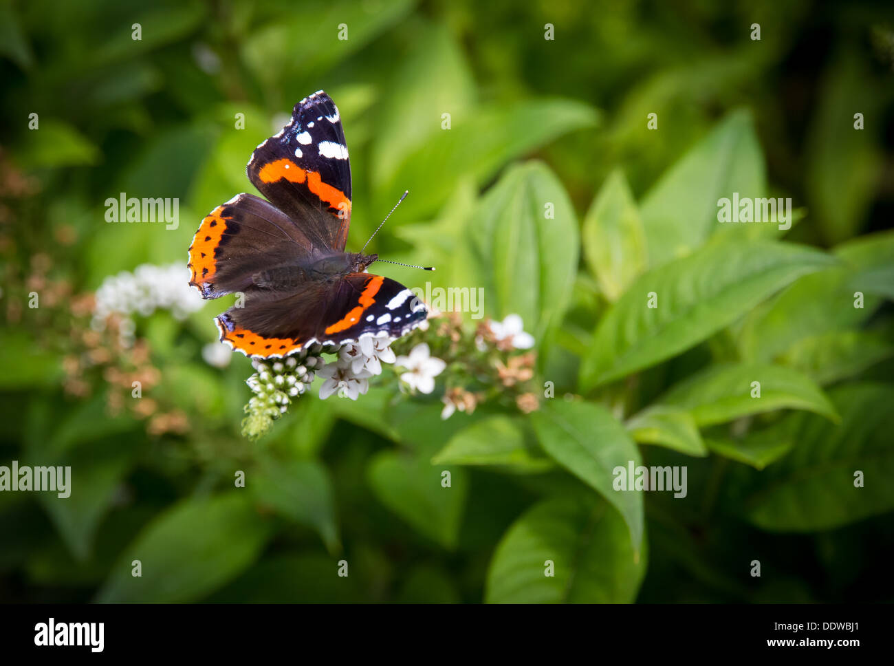 Roter Admiral Schmetterling Stockfoto