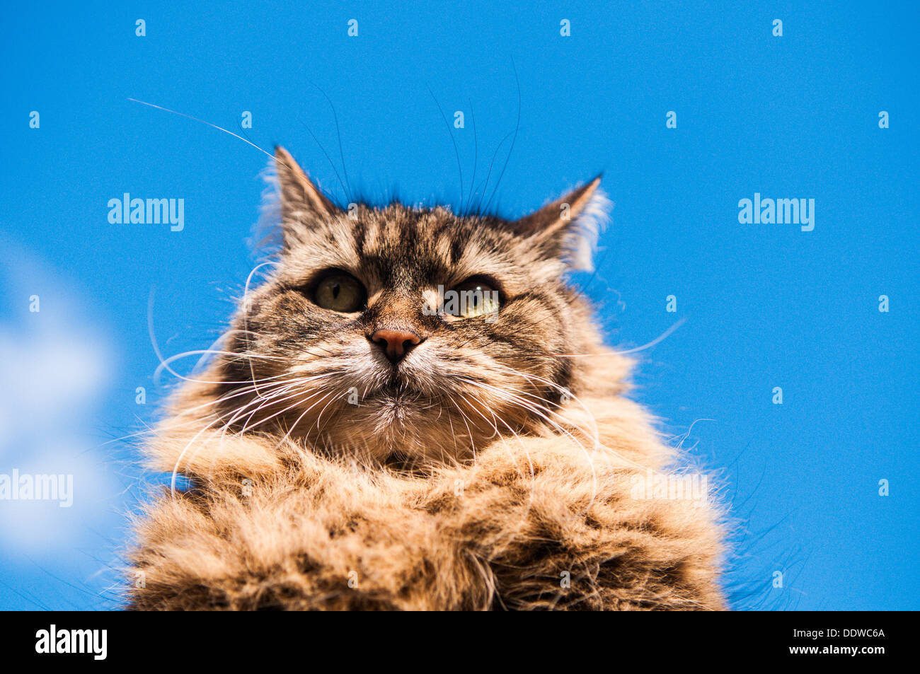 Pelzigen Haustierkatze Porträt Stockfoto