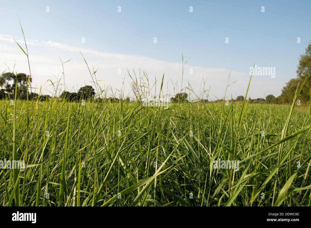 Summer Breeze Stockfoto