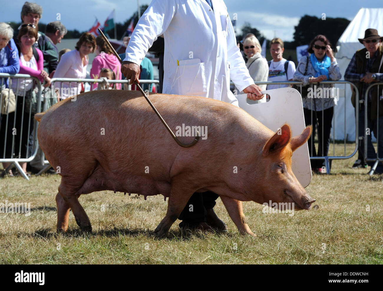 Schweine auf der Dorset County Show, England, UK Stockfoto