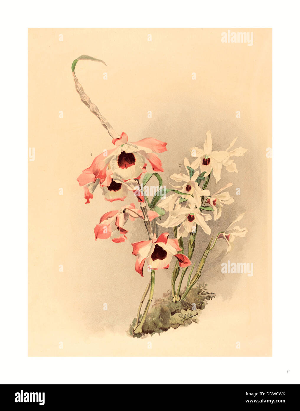 Joseph Mansell nach Henry George Moon (britische aktiv aus dem 19. Jahrhundert), Dendrobium (Hybridium) Venus und Dendrobium (Hybridium) Stockfoto