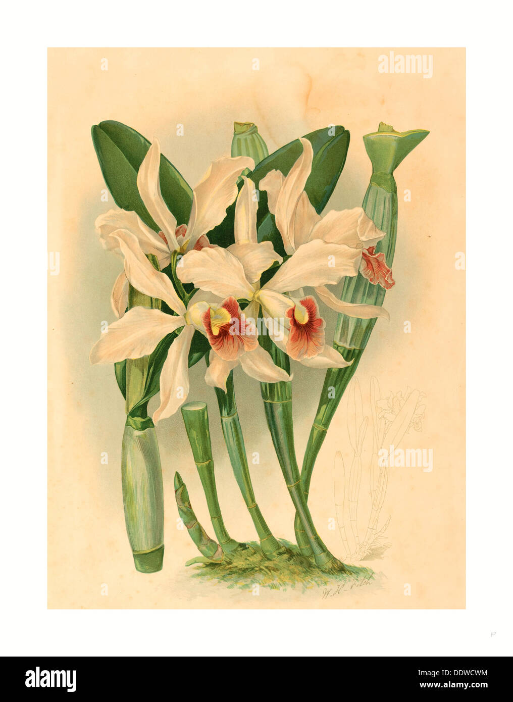 Joseph Mansell nach Walter Kapuze Fitch (britische aktiv aus dem 19. Jahrhundert), Laelia Euspatha Farblithographie Stockfoto