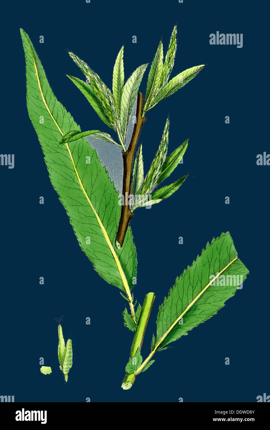 Salix Viridis; Bedford Willow Stockfoto