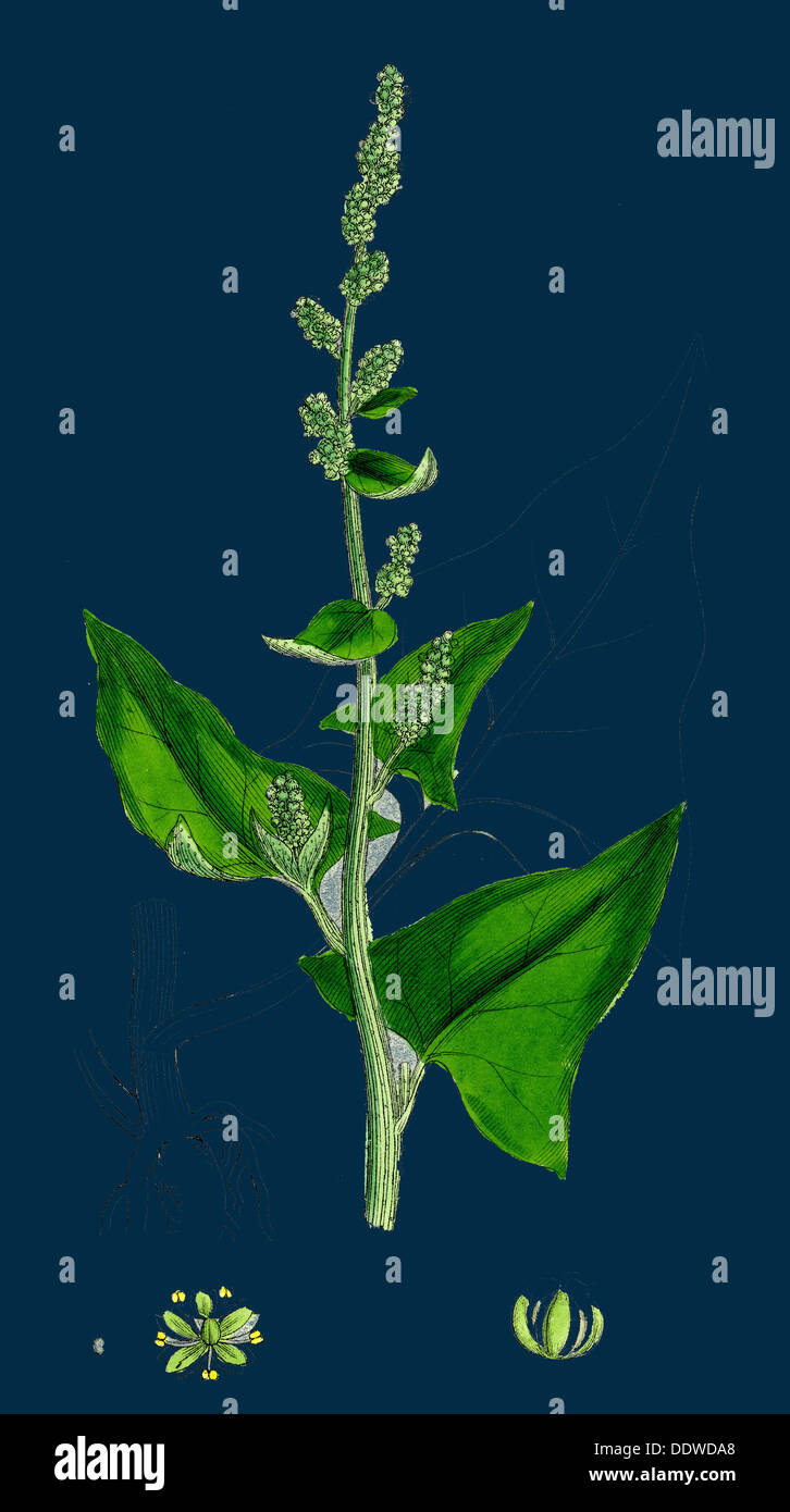 Chenopodium Bonus-Henricus; Allgood Stockfoto