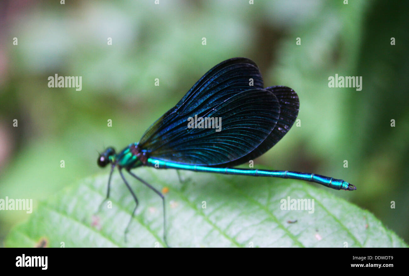 Grüne Libelle auf grünes Blatt, Makro Stockfoto