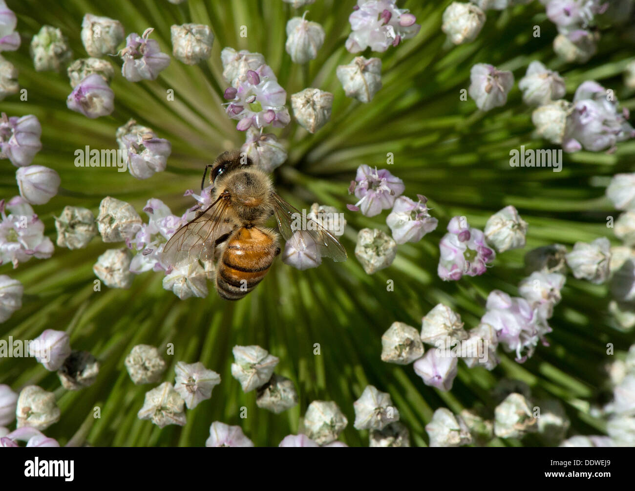 7. September 2013 - Roseburg, Oregon, USA - feeds eine Honigbiene auf einer blühenden Lauch-Pflanze im Garten eines Hauses in der Nähe von Roseburg. Honigbienen nehmen Nektar und Pollen von Blumen, Honig zurück in ihre Beute zu machen. Laut einer Untersuchung von Biene-Spezialisten dauert es 12 Arbeitsbienen ihr ganzen Leben zu hinterlassen, einen Teelöffel Honig. (Bild Kredit: Robin Loznak/ZUMAPRESS.com ©) Stockfoto