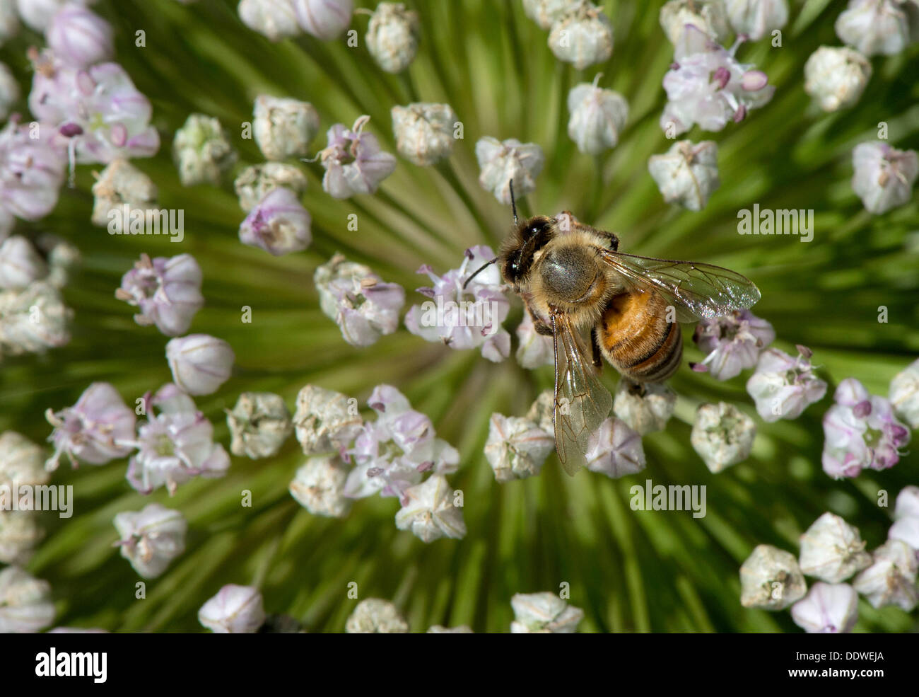 7. September 2013 - Roseburg, Oregon, USA - feeds eine Honigbiene auf einer blühenden Lauch-Pflanze im Garten eines Hauses in der Nähe von Roseburg. Honigbienen nehmen Nektar und Pollen von Blumen, Honig zurück in ihre Beute zu machen. Laut einer Untersuchung von Biene-Spezialisten dauert es 12 Arbeitsbienen ihr ganzen Leben zu hinterlassen, einen Teelöffel Honig. (Bild Kredit: Robin Loznak/ZUMAPRESS.com ©) Stockfoto