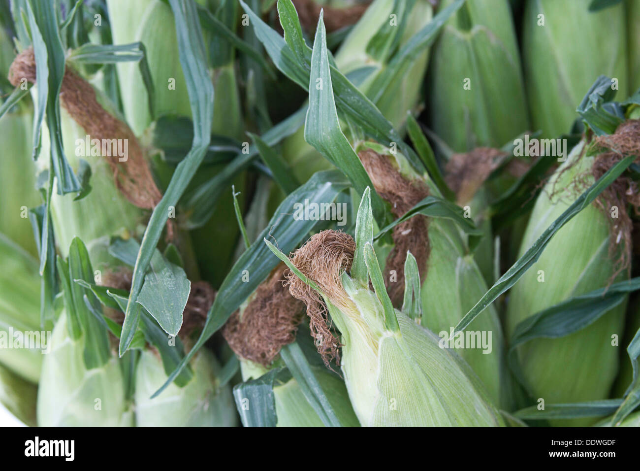 Nahaufnahme von frischen, biologischen unshucked Mais im Sommer Stockfoto