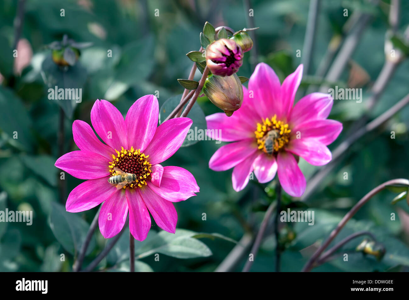 Rosa Dahlie Blüten und Knospen mit Honigbienen Closeup Stockfoto