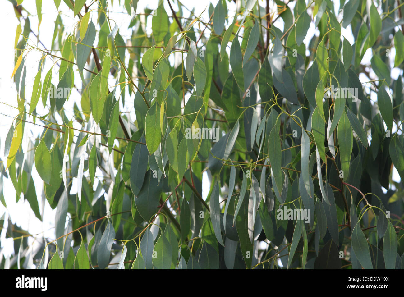 Eukalyptus, Zweige, schmale Blätter, hoch oben in der Luft, Norfolk, Großbritannien Stockfoto