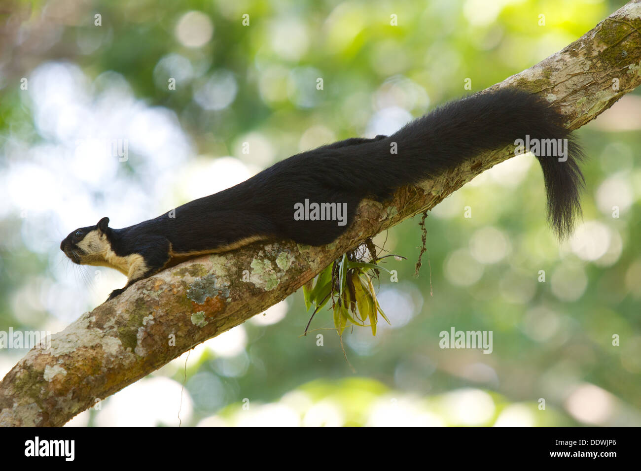 Der schwarze Riese Eichhörnchen (oder malaiische riesiges Eichhörnchen) (Ratufa bicolor) im Nationalpark Khao Yai, Thailand. Stockfoto