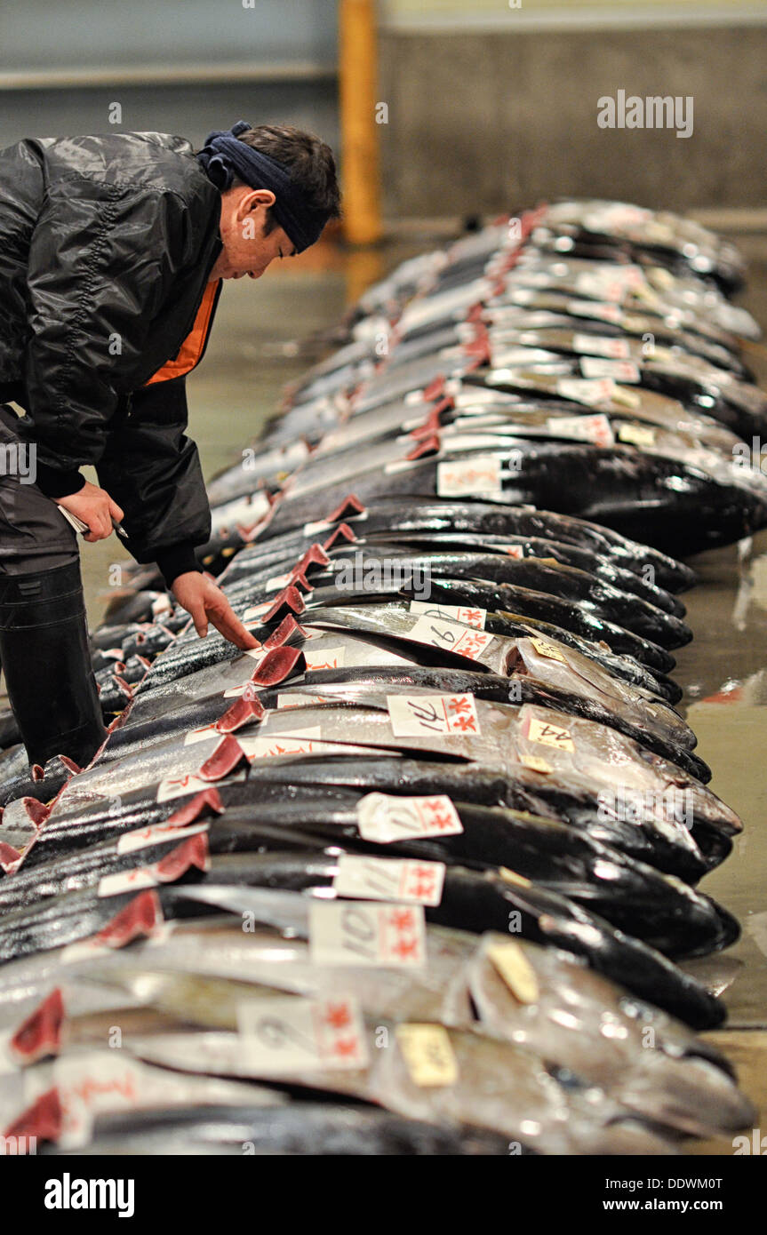 Thunfisch auf einem Fischmarkt in Osaka, Japan vor der Auktion geprüft. Stockfoto