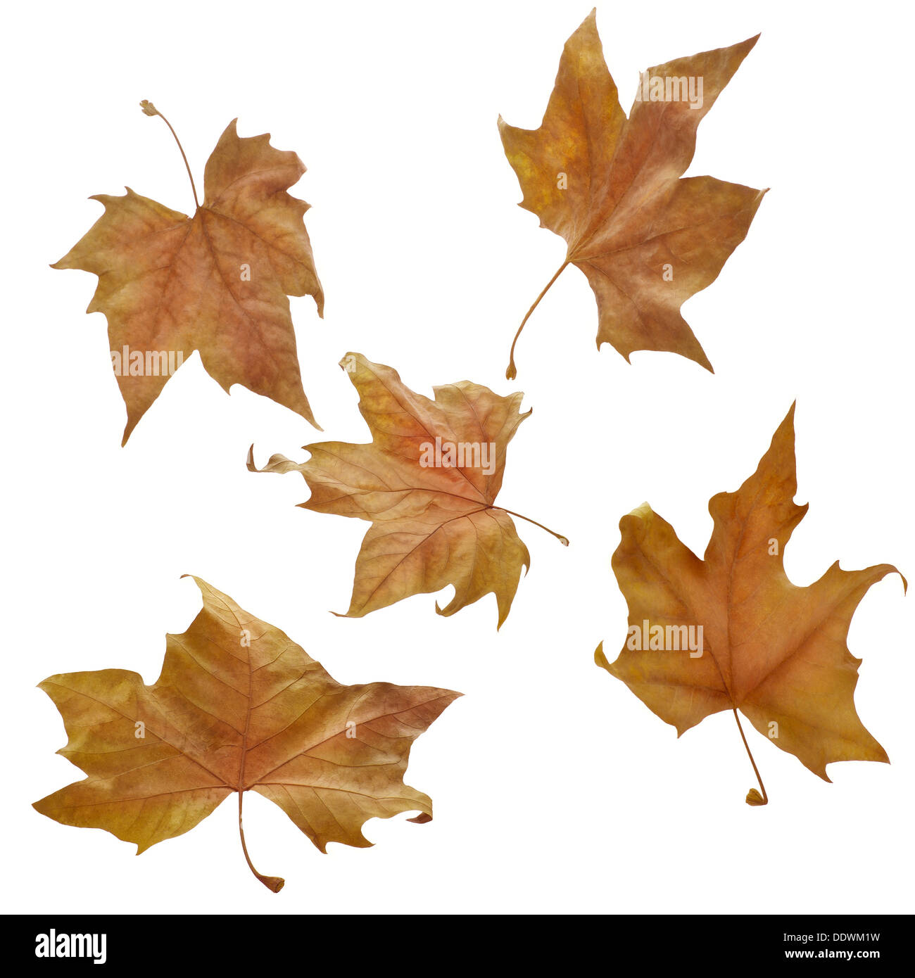 Fünf herbstliche Blätter auf weißem Hintergrund. Clipping-Pfad Stockfoto