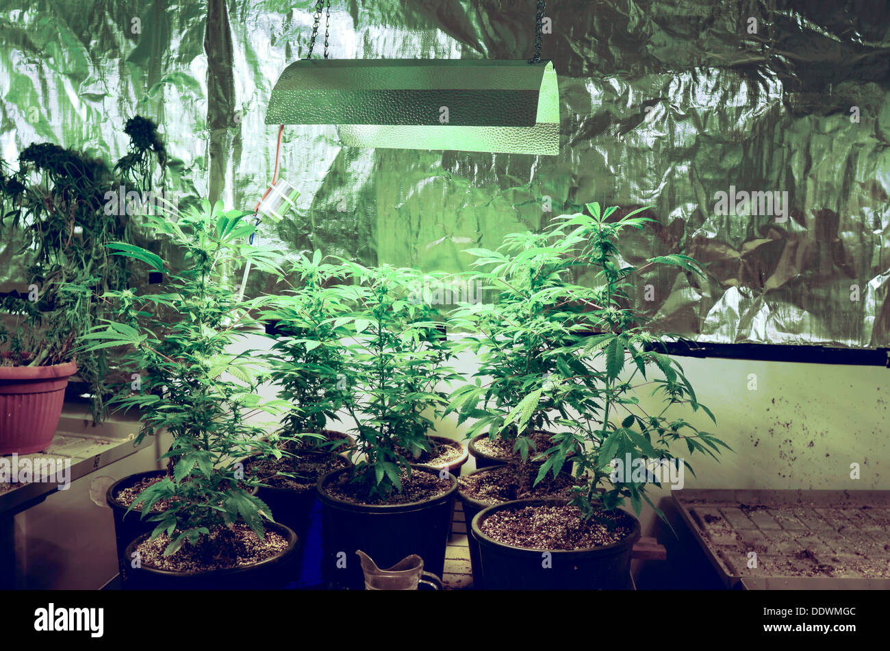 Cannabis Anbau Stockfotos Cannabis Anbau Bilder Alamy