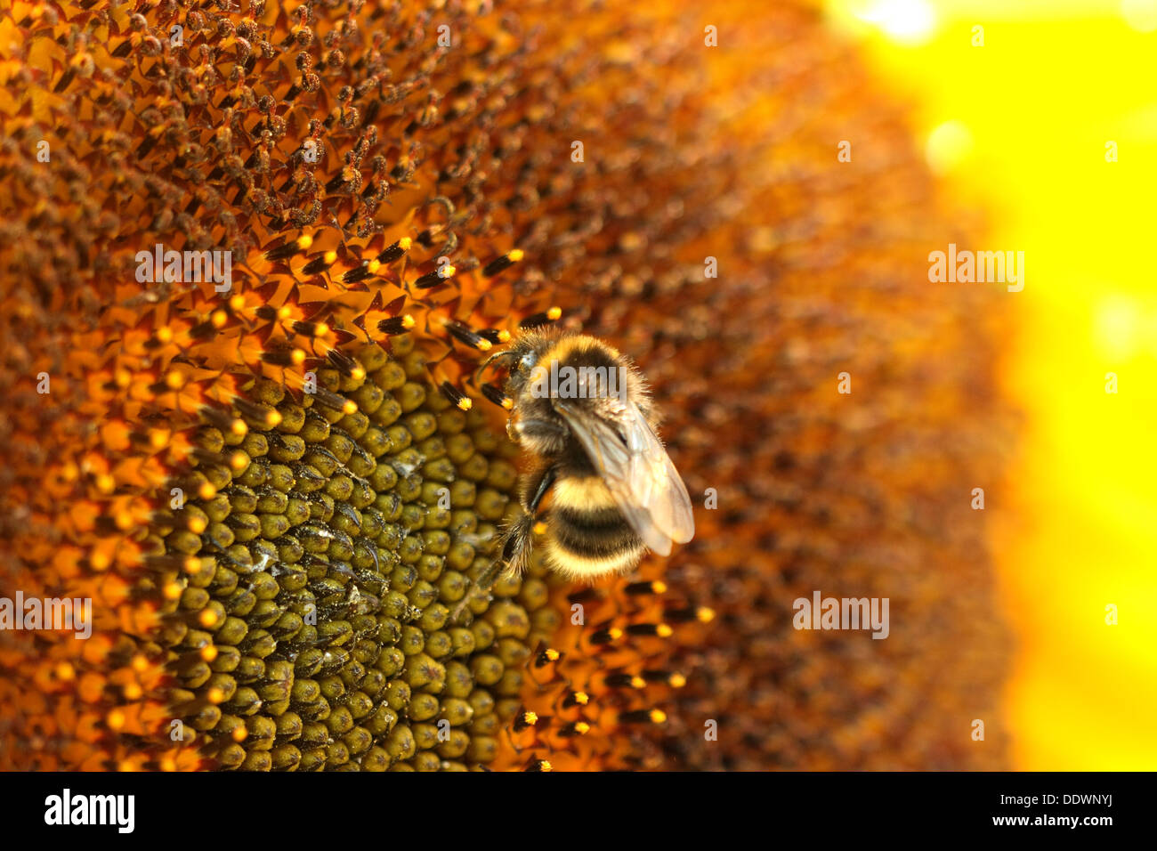 Biene auf Sonnenblume Stockfoto