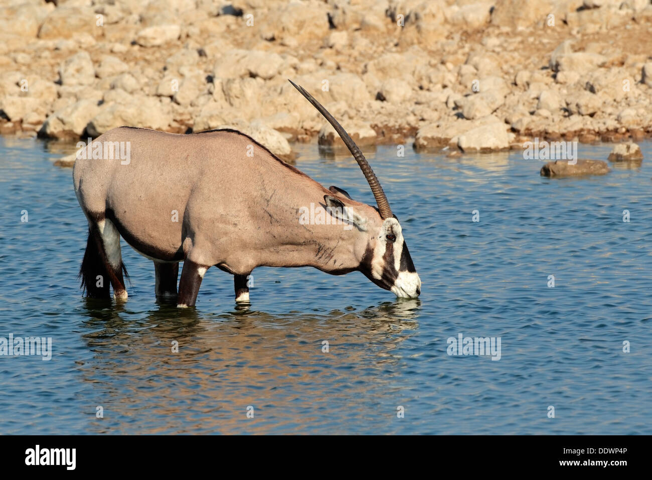 Oryx Antilope (Oryx Gazella) Trinkwasser, Etosha Nationalpark, Namibia Stockfoto