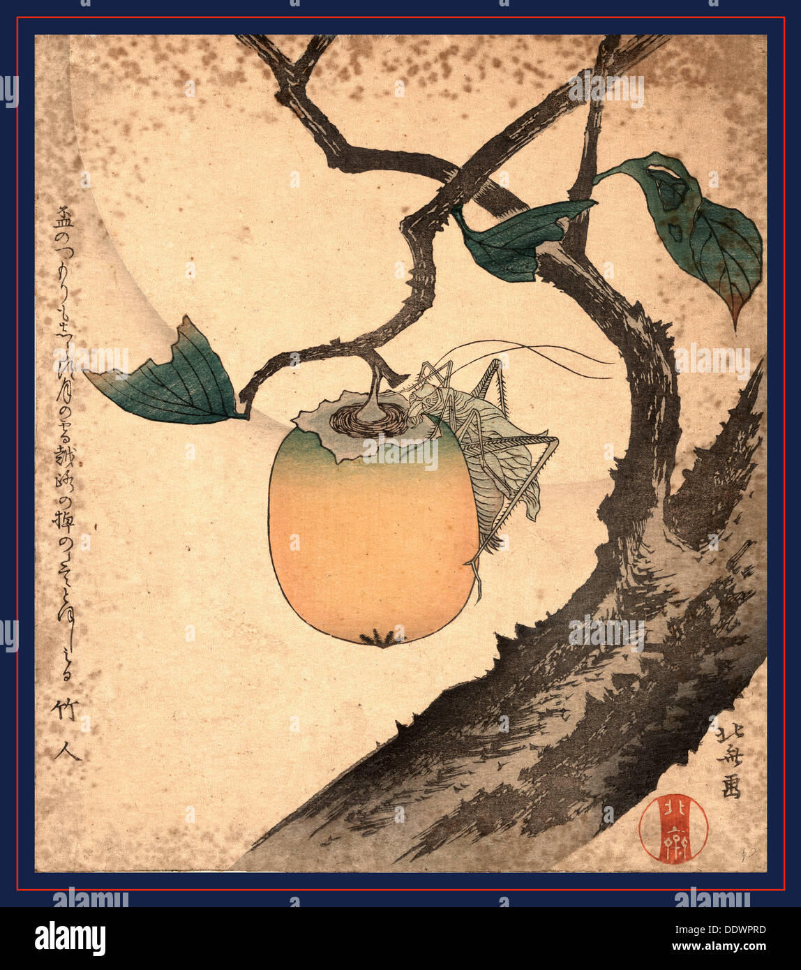 Kaki ni Kirigirisu, Grasshopper Essen Kaki. [zwischen 1870 und 1900] Stockfoto