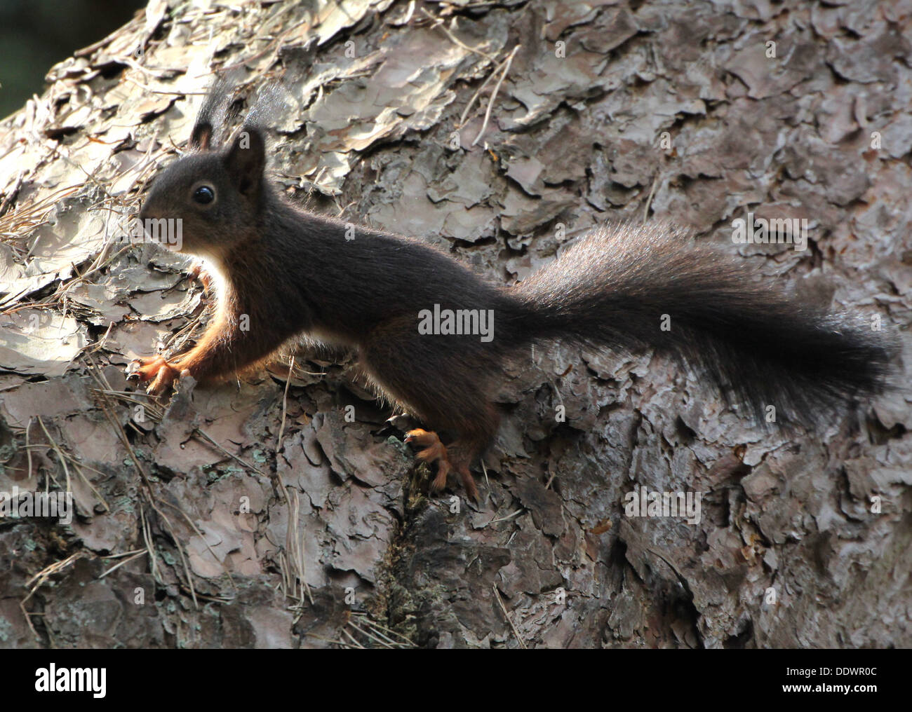 Europäische Eichhörnchen (Sciurus Vulgaris) oben in einem Baum in verschiedenen Posen (Serie von 24 Bildern) Stockfoto