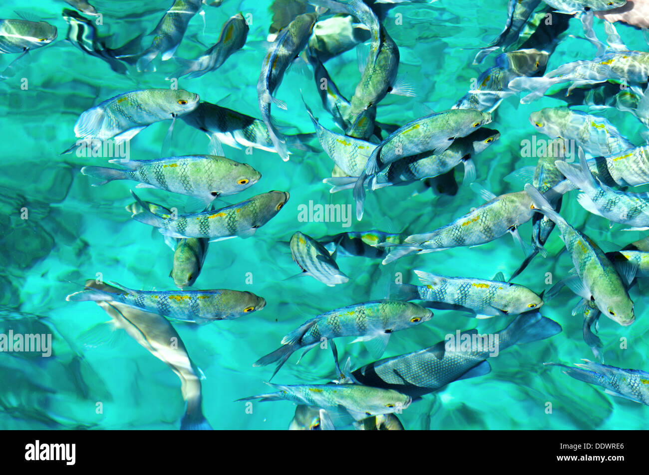 Schule von Fischen im Roten Meer Stockfoto