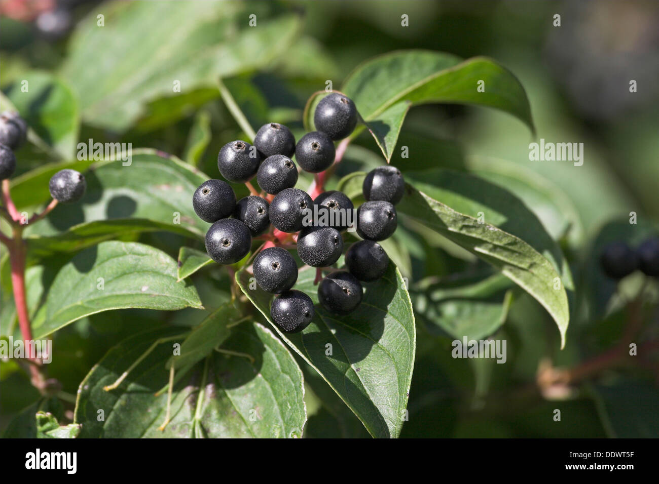 Gemeinsamen Hartriegel, Dogberry, Obst, Blutroter Hartriegel, Früchte, Cornus sanguineaund, Cornouiller Sanguin Stockfoto