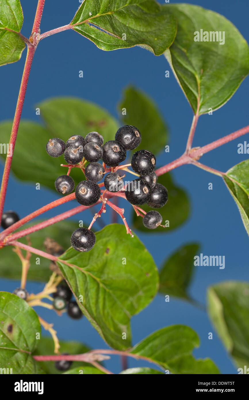 Gemeinsamen Hartriegel, Dogberry, Obst, Blutroter Hartriegel, Früchte, Cornus sanguineaund, Cornouiller Sanguin Stockfoto