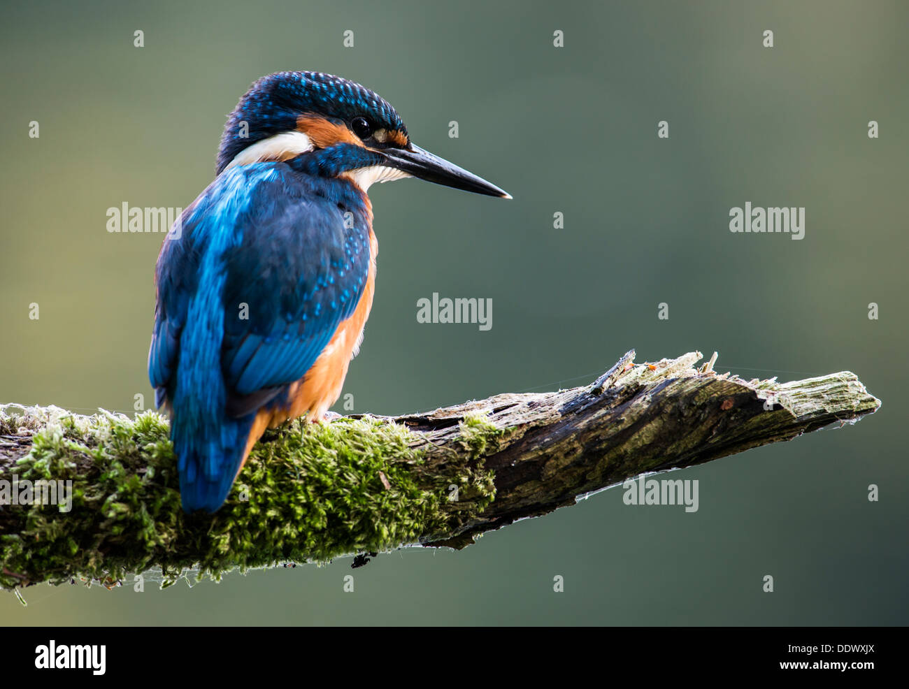 Eisvogel, warten geduldig auf seinem Ast. Stockfoto