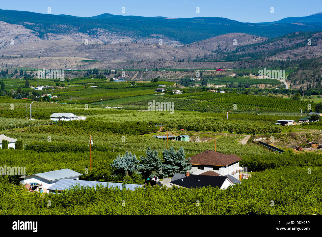 Obstgärten und Weinberge in der Nähe von Oliver, South Okanagan Valley, British Columbia, Kanada. Stockfoto