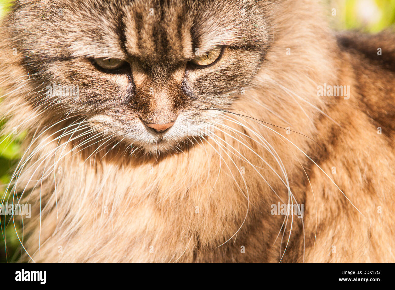 Pelzigen Haustierkatze Porträt Stockfoto