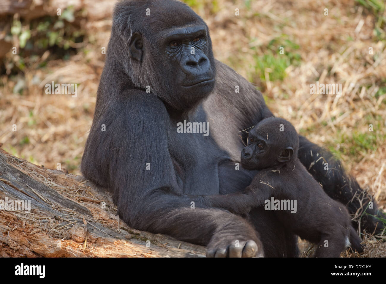 Flachlandgorilla (Gorilla Gorilla Gorilla). Elf Monate alt Youngster und wachsamen Mutter. Durrell Jersey CI. England. Stockfoto