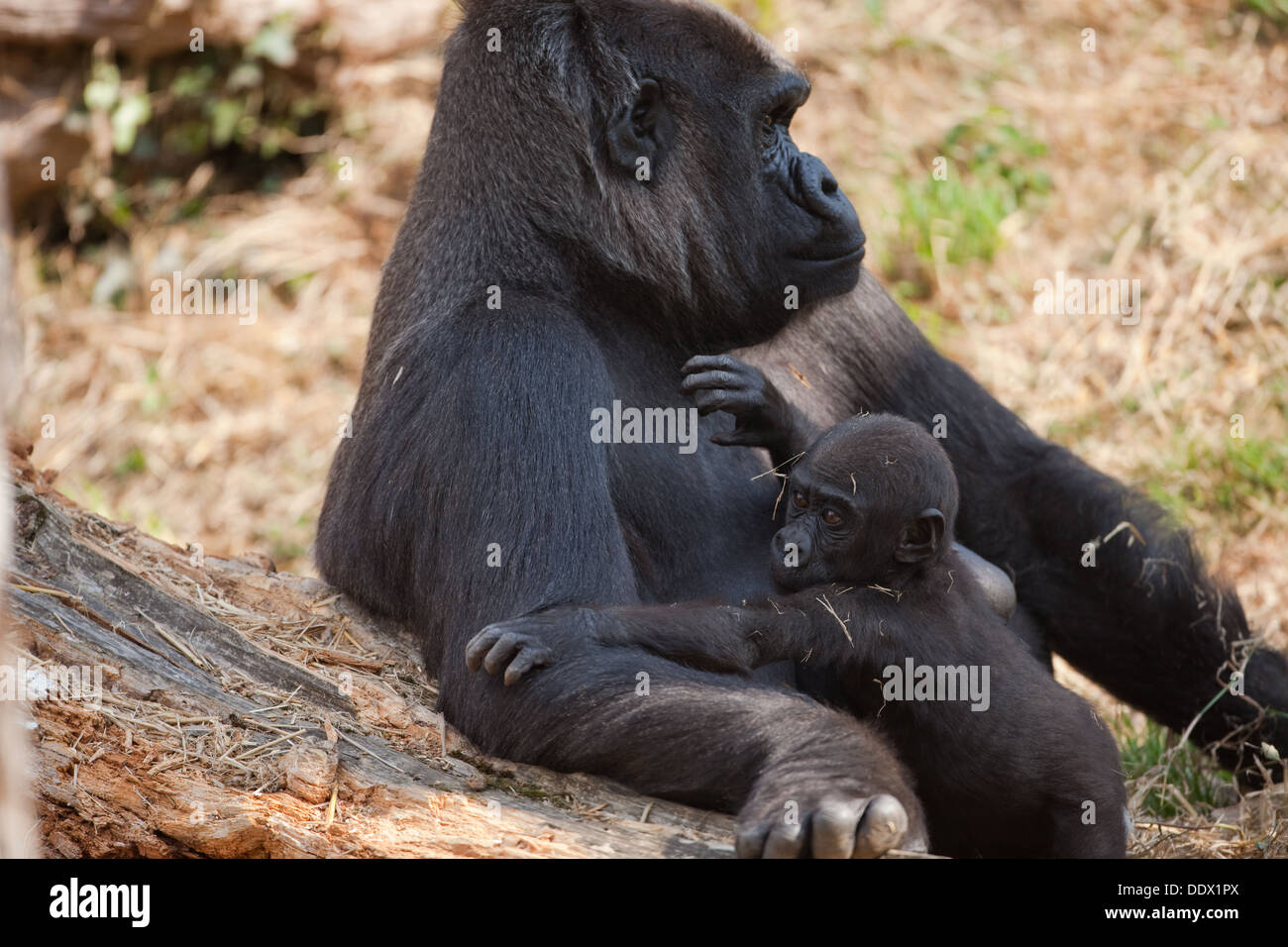 Flachlandgorilla (Gorilla Gorilla Gorilla). Elf Monate alt Youngster und wachsamen Mutter. Durrell Jersey CI. England. Stockfoto