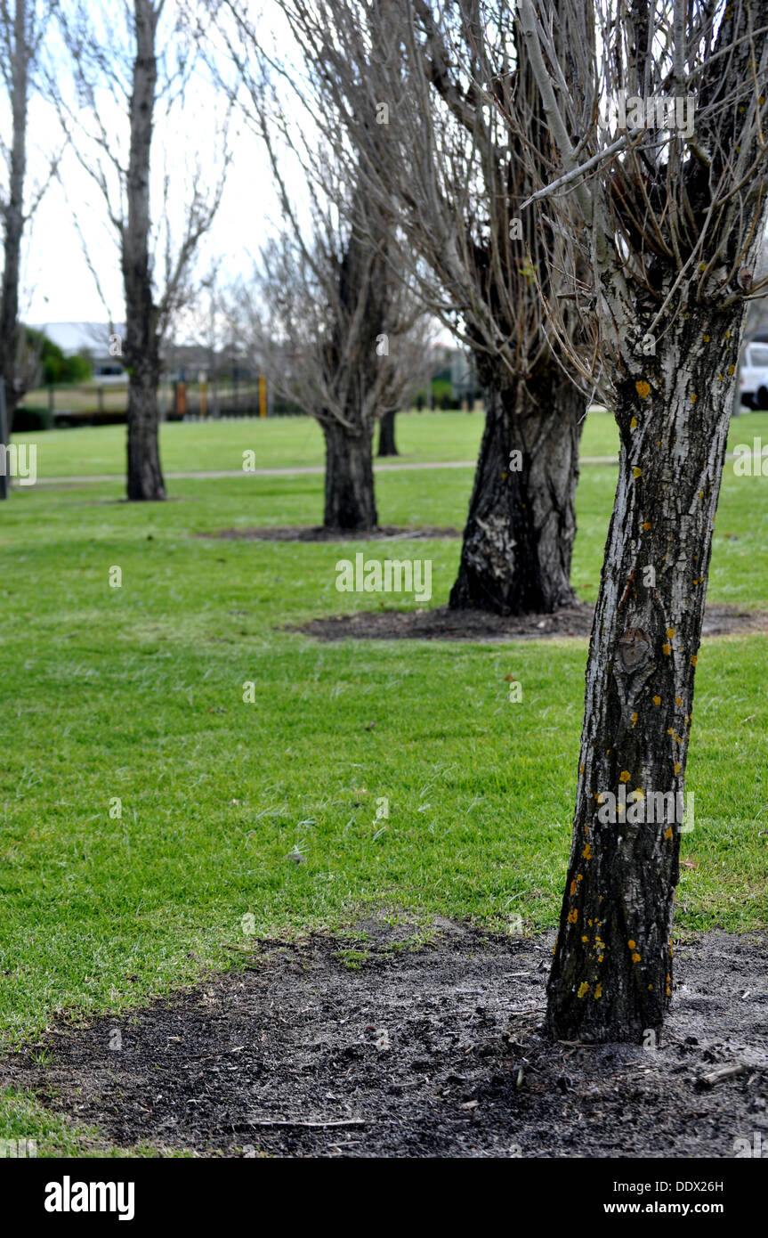 Laubbäume im Park an einem Winternachmittag Stockfoto