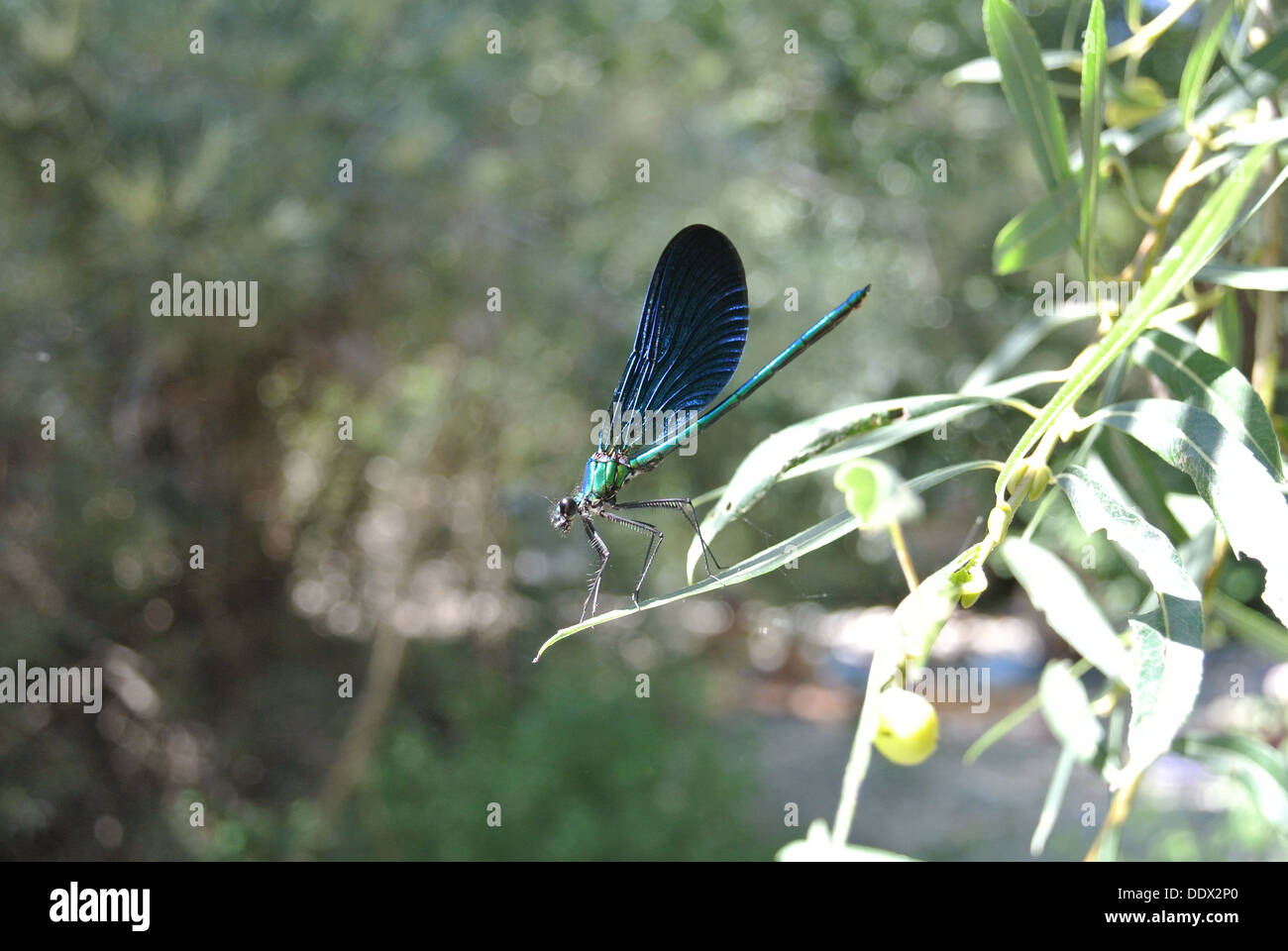 Green Dragon Fly Stockfoto