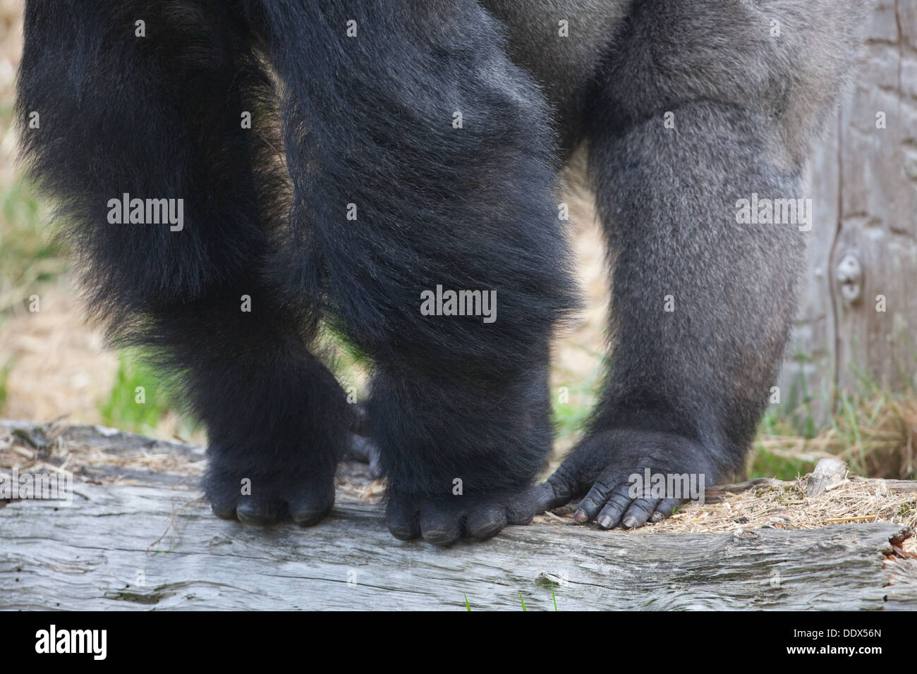 Flachlandgorilla (Gorilla Gorilla Gorilla). Männlich. Haltung. Finger, Arme, Beine, Zehen, vorderen Gliedmaßen und Hind Gliedmaßen. Stockfoto