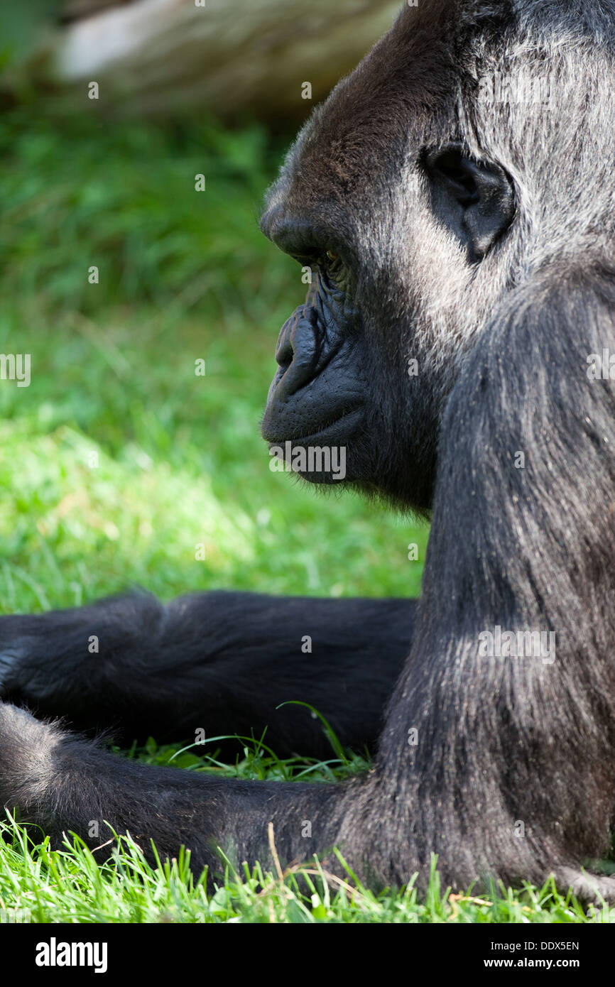 Flachlandgorilla (Gorilla Gorilla Gorilla). Weiblich. Durrell Wildlife Park, Jersey, Kanalinseln, Großbritannien. Stockfoto