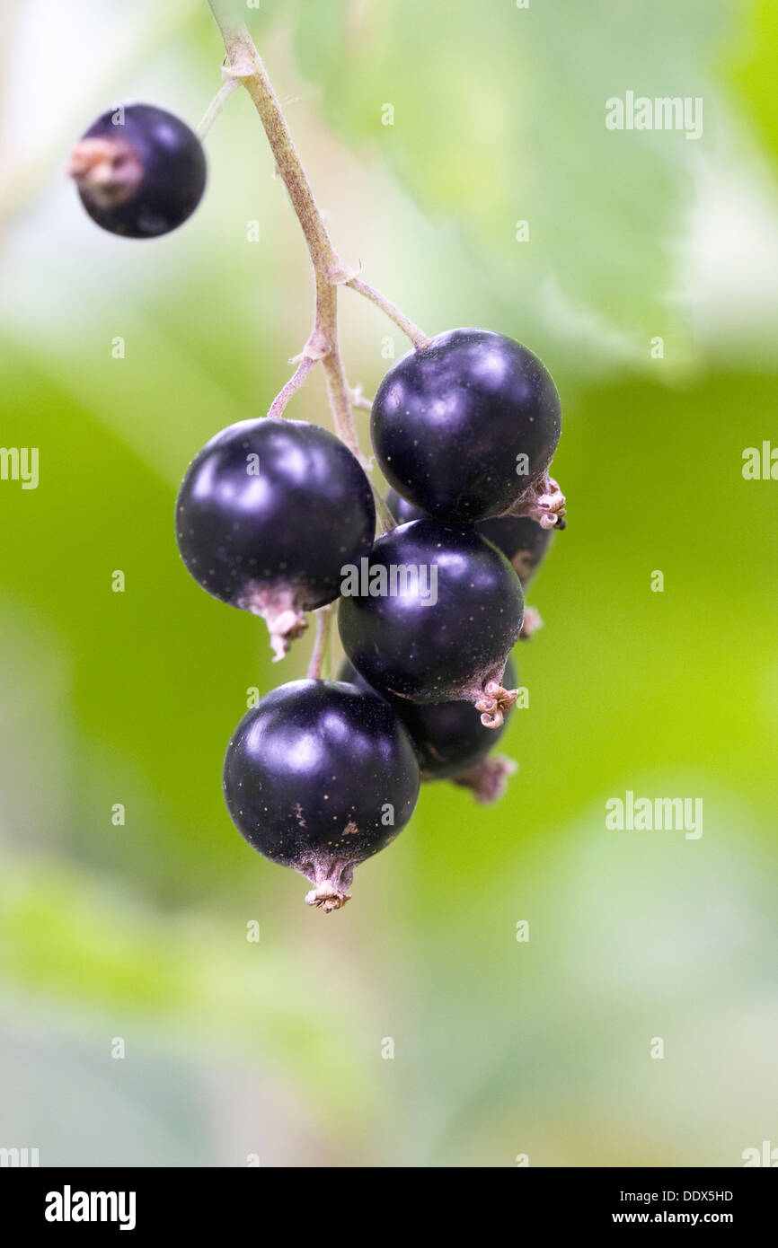 Ribes Nigrum "Seabrooks Black". Reife schwarze Johannisbeeren auf den Busch. Stockfoto