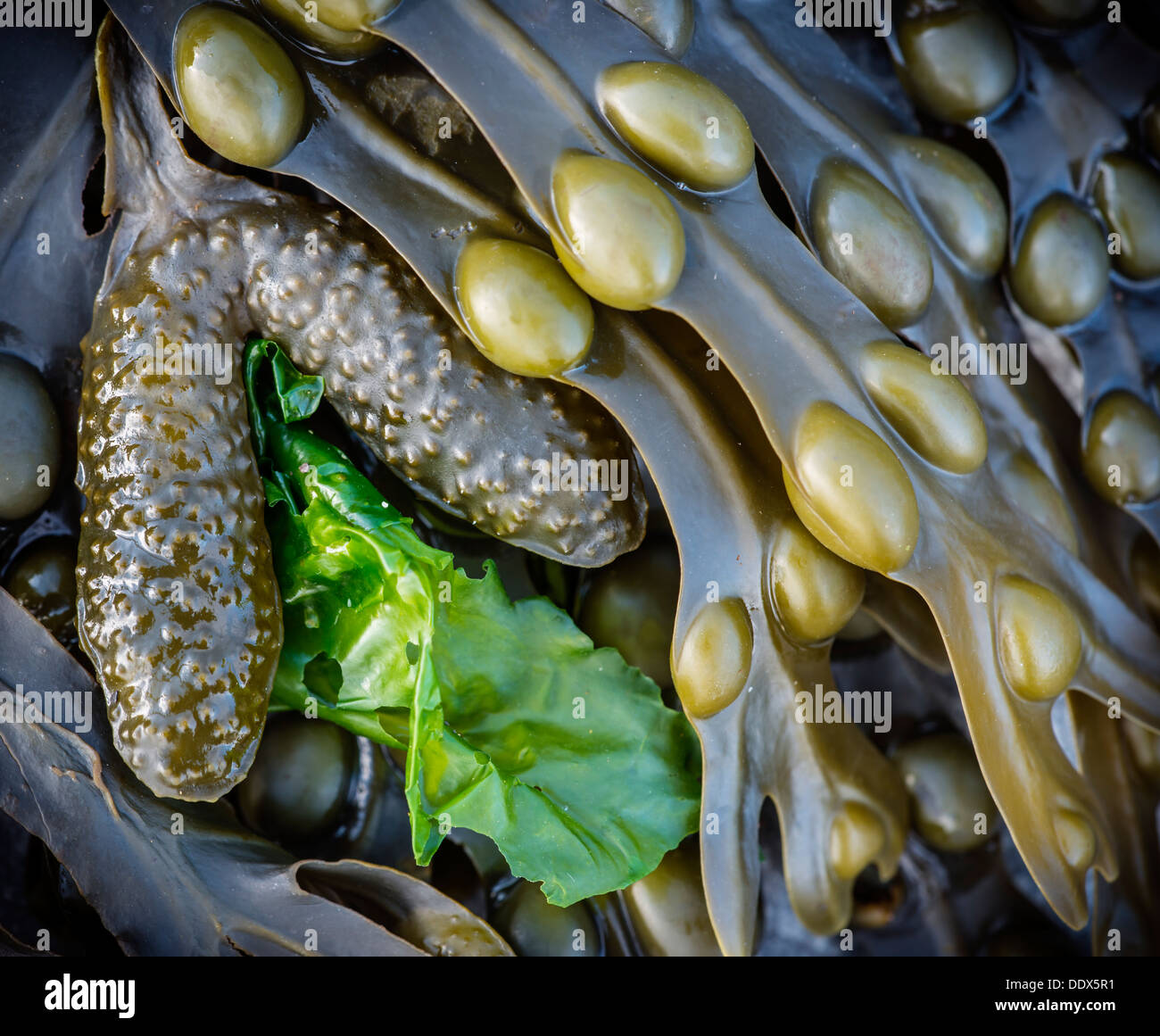 Blase-Wrack und Meeressalat, ausgesetzt durch die aus gehen der Gezeiten Stockfoto