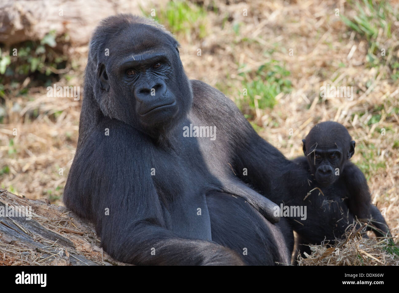 Flachlandgorilla (Gorilla Gorilla Gorilla). Elf Monate alt Youngster und wachsamen Mutter. Durrell. Jersey-CI. England. Stockfoto